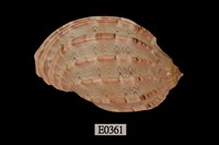 藏品(大楊桃螺)的圖片